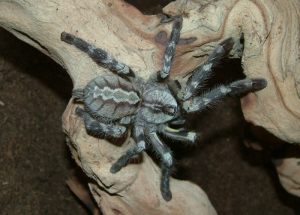 Poecilotheria regalis
